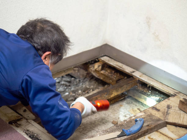 Best Health and Safety Mold Remediation in West Haven, CT