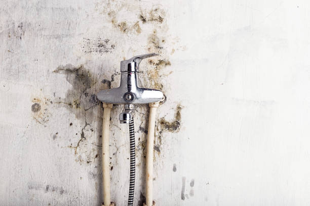 Best Health and Safety Mold Remediation in West Haven, CT