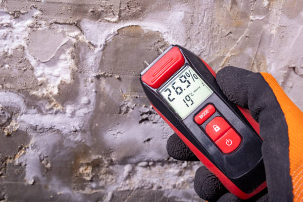 Best DIY Mold Remediation Support Services in West Haven, CT