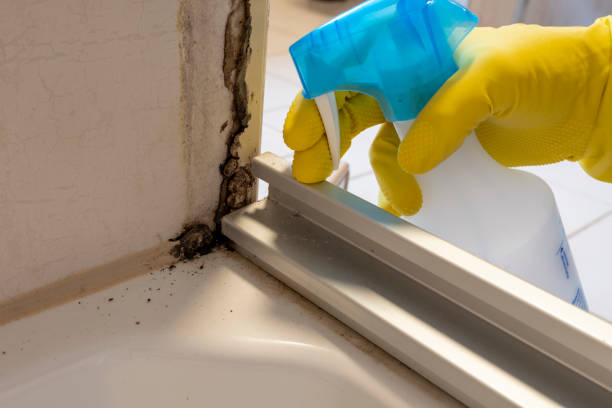  West Haven, CT Mold Removal Pros